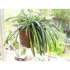 Europalms Zelenec jedovatý, 60 cm