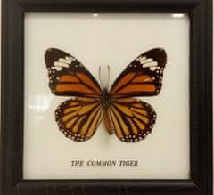 PETOS Trading Co. Obraz s motýlem - The Common Tiger