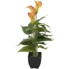 Europalms Mini kala, žluto-oranžová, 43 cm