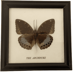 PETOS Trading Co. Obraz s motýlem – The Archduke