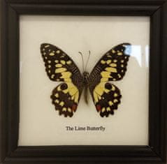 PETOS Trading Co. Obraz s motýlem - The Lime Butterfly