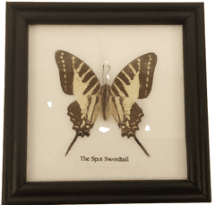 PETOS Trading Co. Obraz s motýlem – The Spot Swordtail