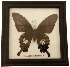PETOS Trading Co. Obraz s motýlem – The Common Mormon