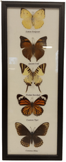 PETOS Trading Co. Obraz s motýli – Lemon Emigrant, Autumn Leaf, Fivebar Swordtail, Common Tiger a Common Mime