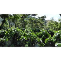 COFFEEDREAM Káva GUATEMALA HUEHUETENANGO - Hmotnost: 1000g, Typ kávy: Zrnková, Způsob balení: běžný třívrstvý sáček