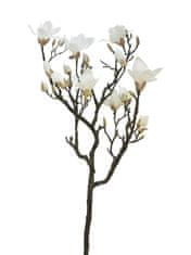 C7.cz Magnolie - Magnolia větev 'Lisa' růžová / krémová 128 cm