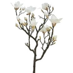 C7.cz Magnolie - Magnolia větev 'Lisa' růžová / krémová 128 cm