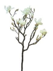 C7.cz Magnolie - Magnolia větev 'Lisa' krémová 128 cm