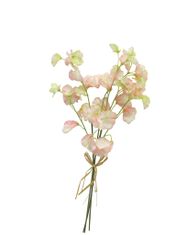 C7.cz Hrachor vonný - Lathyrus odoratus svazek růžový 50 cm (N125847)