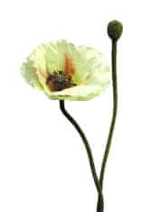 C7.cz Mák - Papaver 'Rhoas' zelený 60 cm