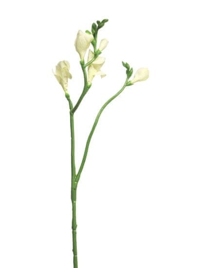C7.cz Frézie - Freesia 'Floramunda' bílá 65 cm