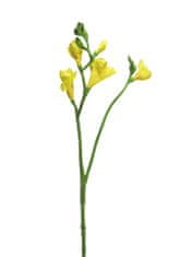 C7.cz Frézie - Freesia 'Floramunda' zlutá 65 cm