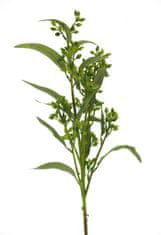 C7.cz Blahovičník - Eukalyptus pučicí (spray) zelený 78 cm