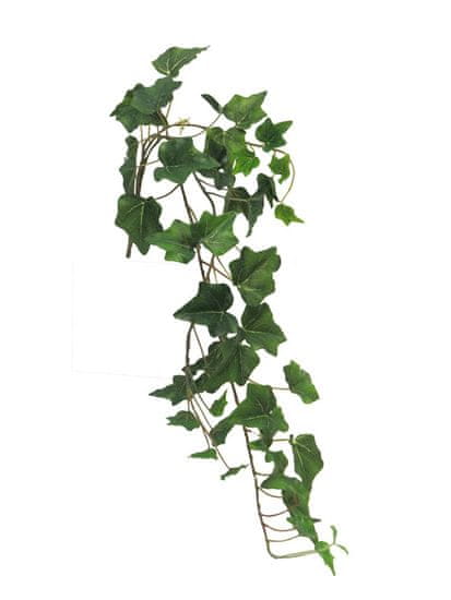 C7.cz Břečt'an - Hedera (Ivy) 'Chicago' závěsná malá zelená x3 80 cm (51 Ivs) (N310041)