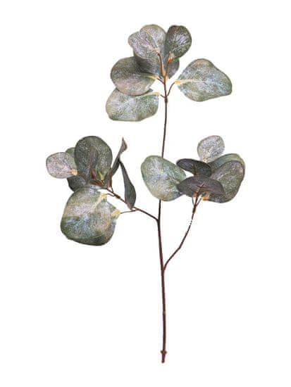 C7.cz Blahovičník - Eukalyptus 'Dollar' hedera (spray) bílý/zelený 60 cm