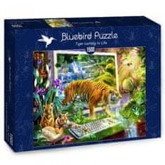 Blue Bird Puzzle Ožívající tygři 1500 dílků