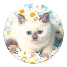 PopSockets PopTop Gen.2, Purr-fect Flower, koťátko v kopretinách, výměnný vršek