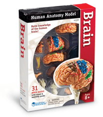 Learning Resources Anatomický model mozku