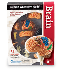 Learning Resources Learning Resources Anatomický model mozku