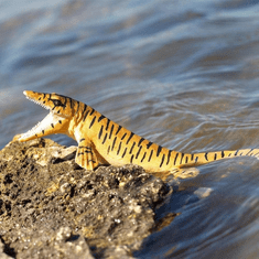 Safari Ltd. Safari Ltd. Figurka - Tylosaurus