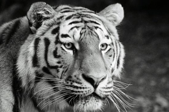 PRINTCARE Obraz na plátně - Tygr