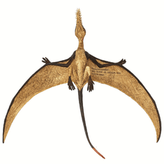 Safari Ltd. Ramphorhynchus