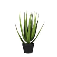 C7.cz Aloe vera v obalu zelená V63 cm