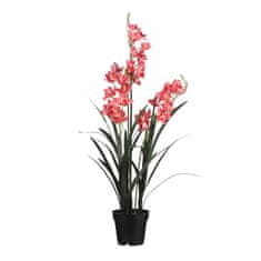 C7.cz Orchidej - Cymbidium v obalu růžová V117 cm