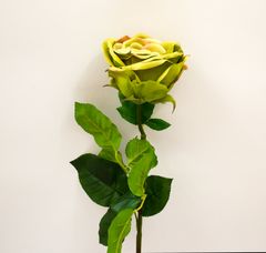 C7.cz Růže - Rosa Broceliande zelená 65cm