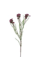 C7.cz Opuč - Chamelaucium (Wax flower spray) Aulby fialový V78 cm