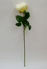 C7.cz Růže - Rosa Servati bílá 68cm