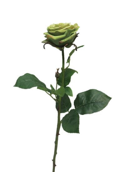 C7.cz Růže - Rosa Broceliande zelená 65cm