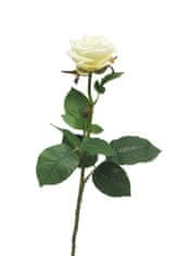 C7.cz Růže - Rosa Broceliande bilá 65cm