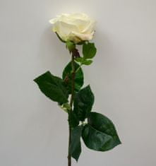 C7.cz Růže - Rosa Broceliande bilá 65cm