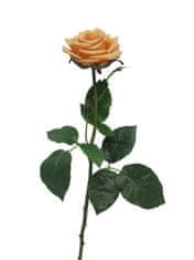 C7.cz Růže - Rosa Broceliande peach/oranžová 65cm