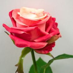 C7.cz Růže - Rosa Broceliande červená 65cm