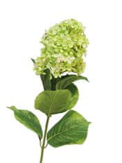 C7.cz Hortenzie - Hydrangea Micorophhila zelená 85cm