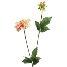 C7.cz Jiřinka - Dahlia mini spray růžová V70 cm