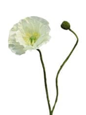 C7.cz mák papaver Rhoeas krémová 60cm