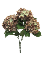 C7.cz Hortenzie - Hydrangea 'Rabe' x5 hnědá 45 cm