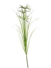C7.cz Šáchor papírodárný / tráva Papyrus velká 120 cm