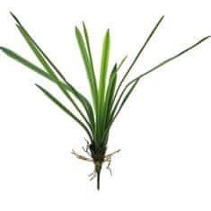 C7.cz Dračinec - Dracena Marginata Nacncy 42cm zelený