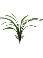 Dračinec - Dracena Marginata Nacncy 42cm zelený