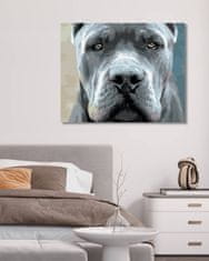 ZUTY Diamantové malování - CANE CORSO 40x50 cm vypnuté plátno na rám