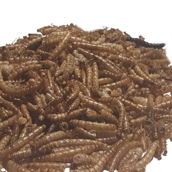 OGF 1,5 kg Múčne červy (Larva potemnika moučného), skvělý přirozený doplněk stravy pro vodní želvy, hmyzožravé exoty, terarijní zvířata, ptáky, ježek, potkan, škrečky. Plavúci krmivo pro ryby v kbelíku