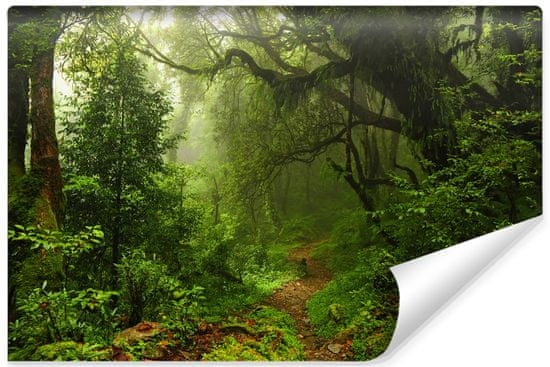 Muralo Fototapeta TROPICKÝ les stromy příroda 3D