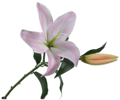 C7.cz Lilie-lilium růžová V69 cm