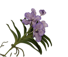 C7.cz Orchidej (phalaenopsis) s listem Vanda fialová V42 cm