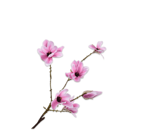 C7.cz Magnolie - Magnolia fialová V73 cm