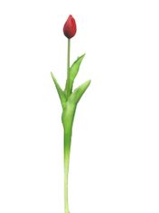 C7.cz Tulipán - Tulip červený V44 cm